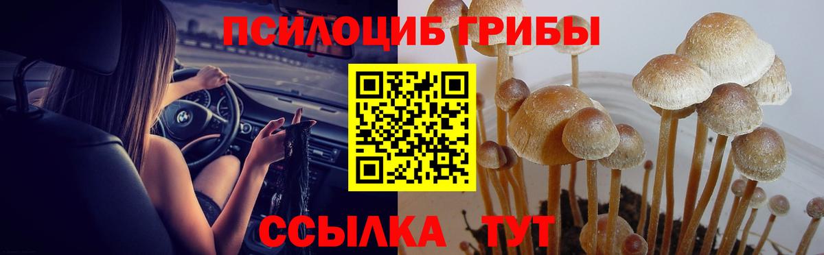 Псилоцибиновые грибы прущие грибы Волхов
